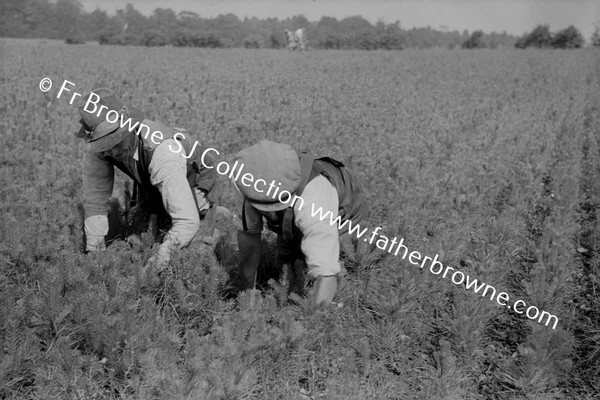 FARMING MEN WORKING IN FIELDS